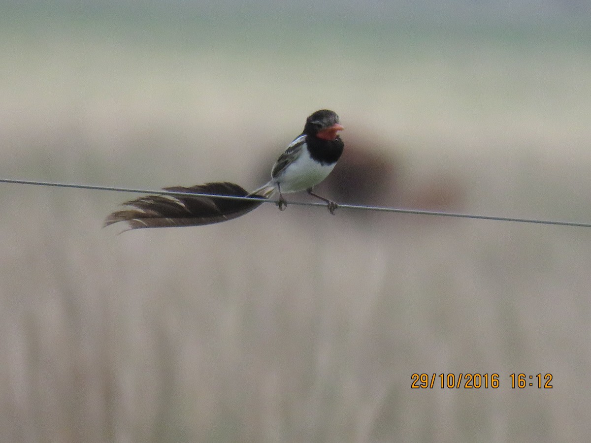 Strange-tailed Tyrant - ML642749301