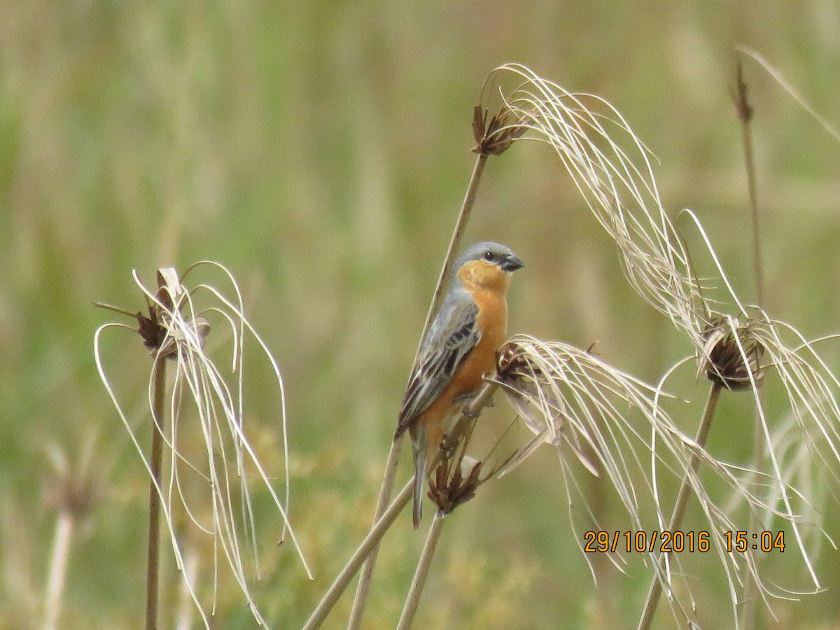 Tawny-bellied Seedeater - ML642749314