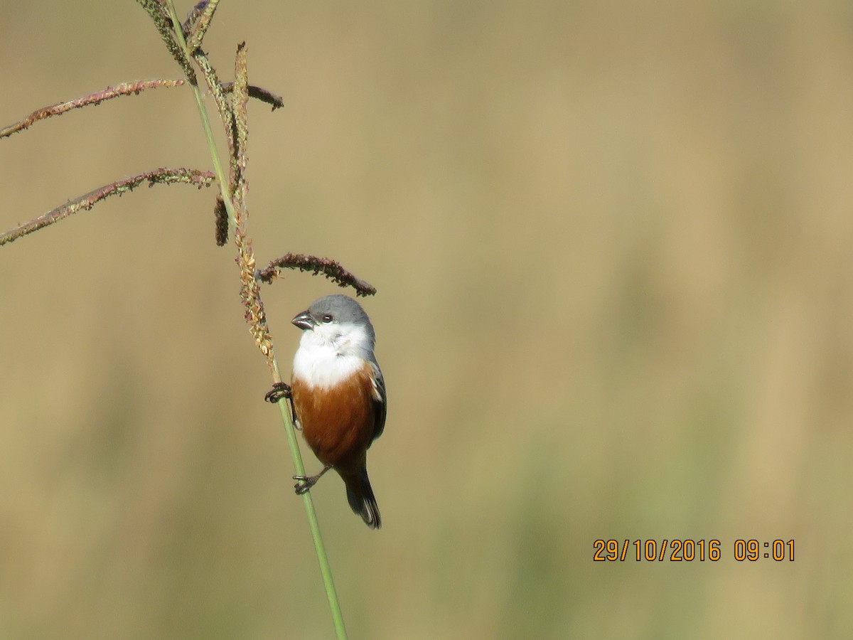 Marsh Seedeater - ML642749321