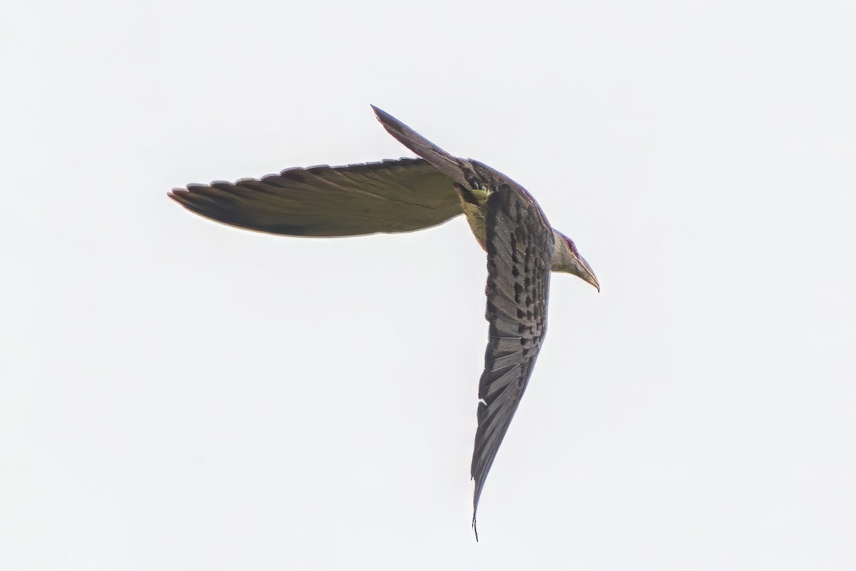Channel-billed Cuckoo - ML642749338