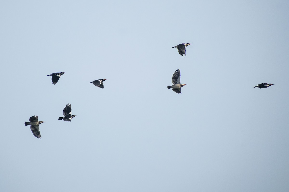 Indian Pied Starling - ML642749346
