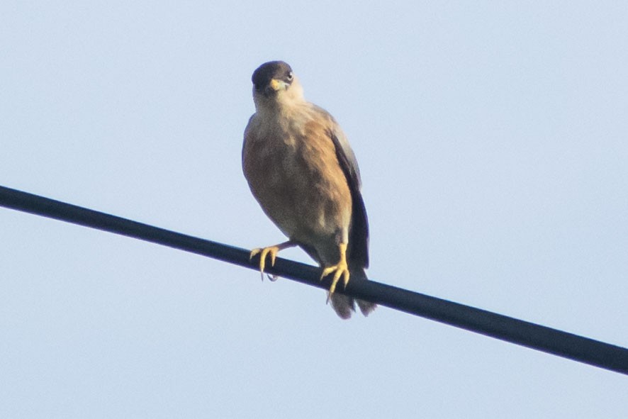Brahminy Starling - ML642749347