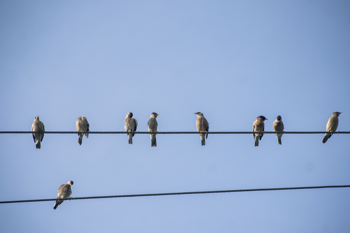 Brahminy Starling - ML642749348