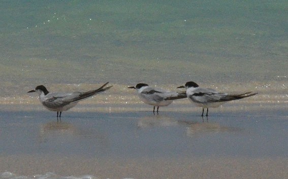 Roseate Tern - ML642749349
