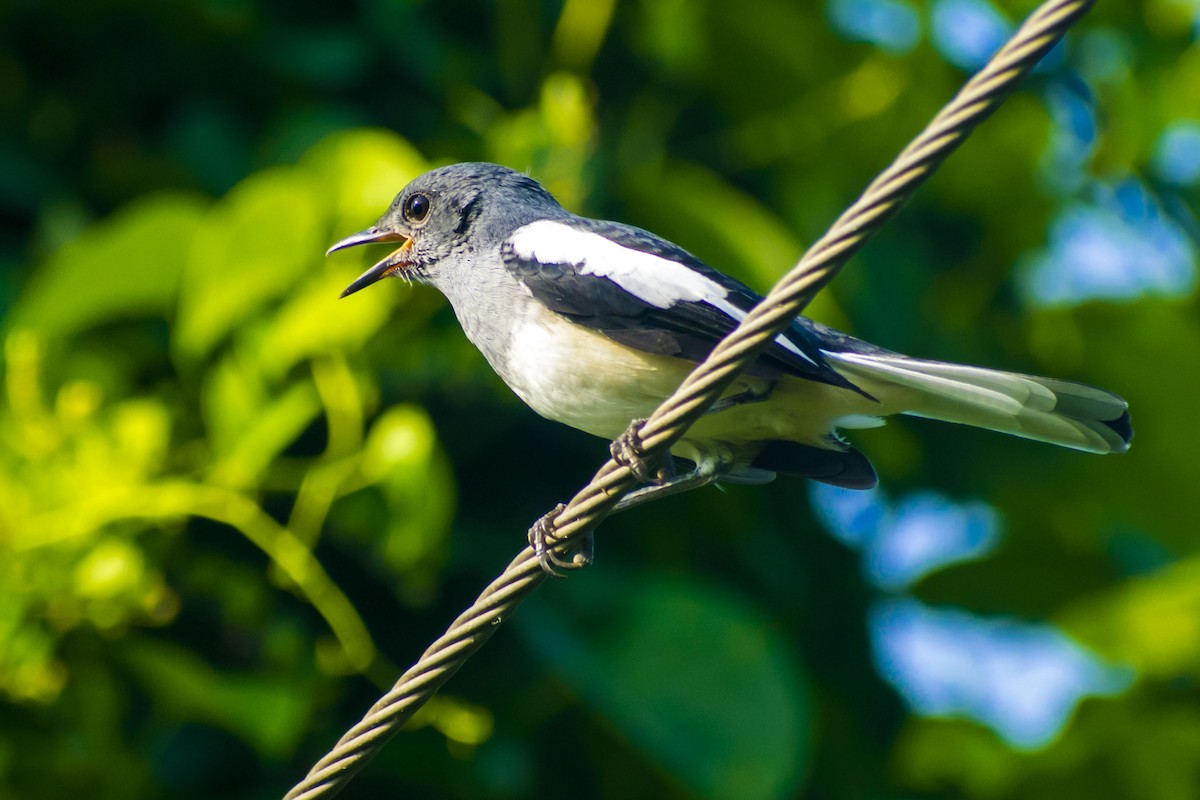 Oriental Magpie-Robin - ML642749350