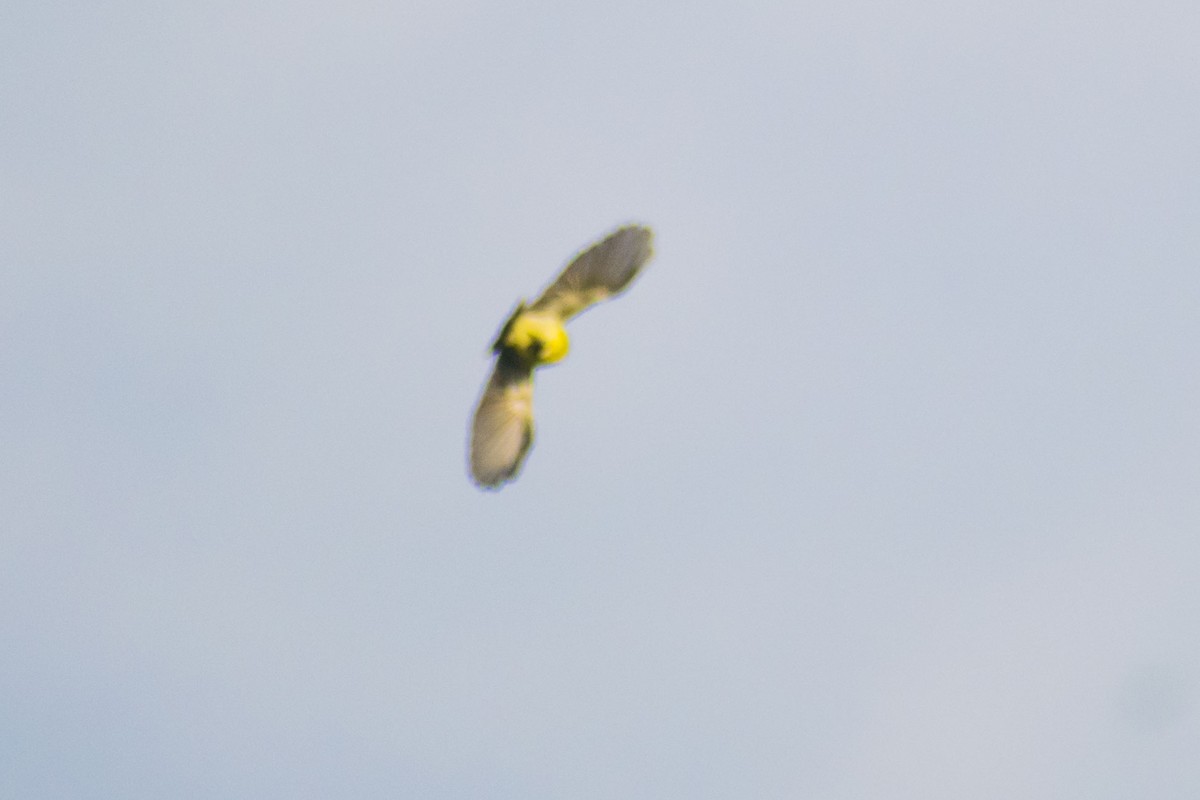 Purple-rumped Sunbird - ML642749351