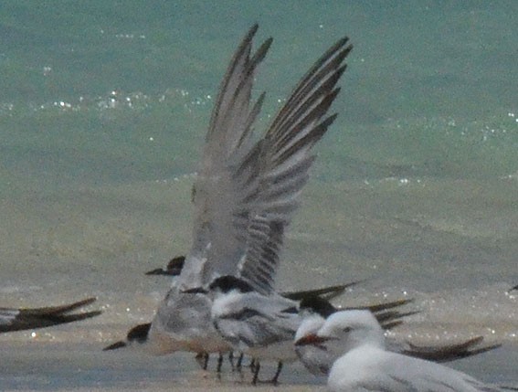 Roseate Tern - ML642749352