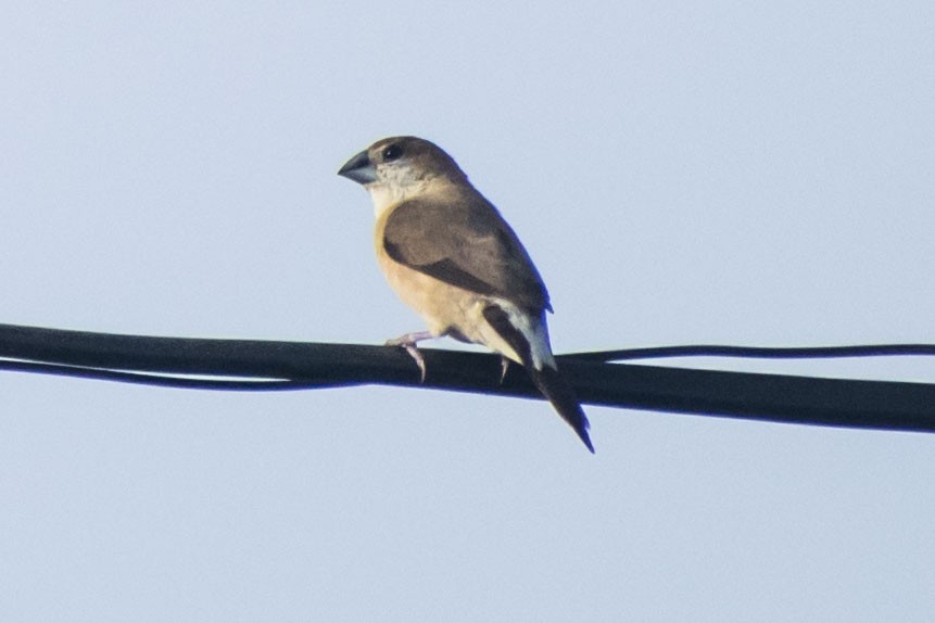 Indian Silverbill - ML642749354