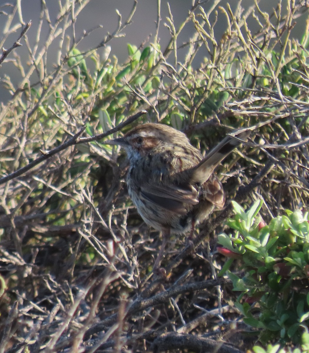 Rufous Fieldwren - ML642749379