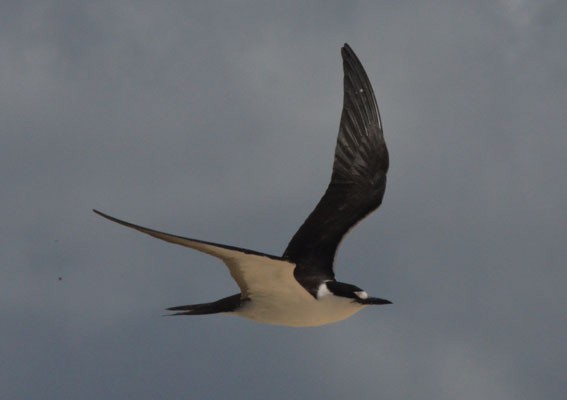 Sooty Tern - ML642749391