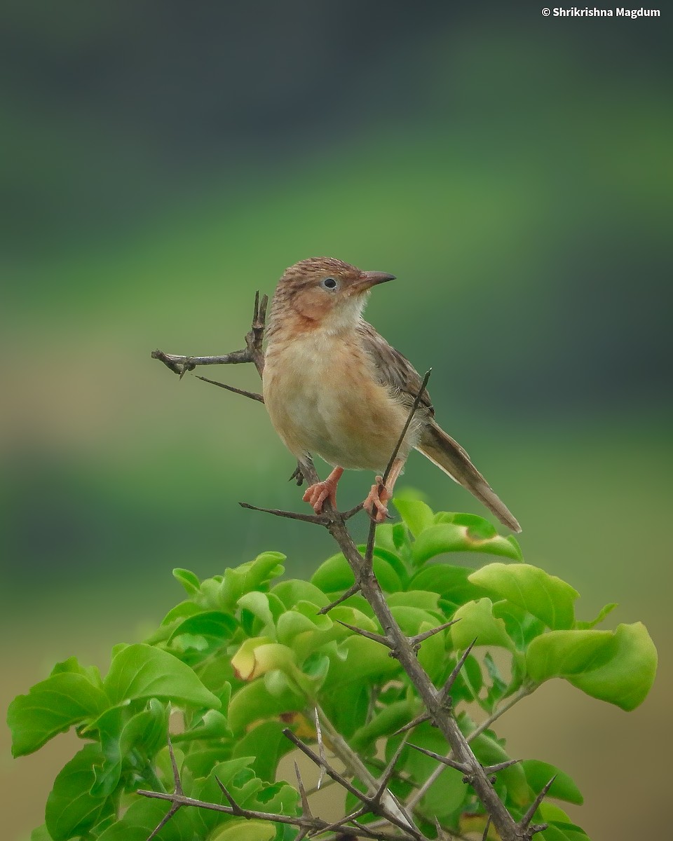Common Babbler - ML642749392