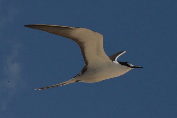 Sooty Tern - ML642749393