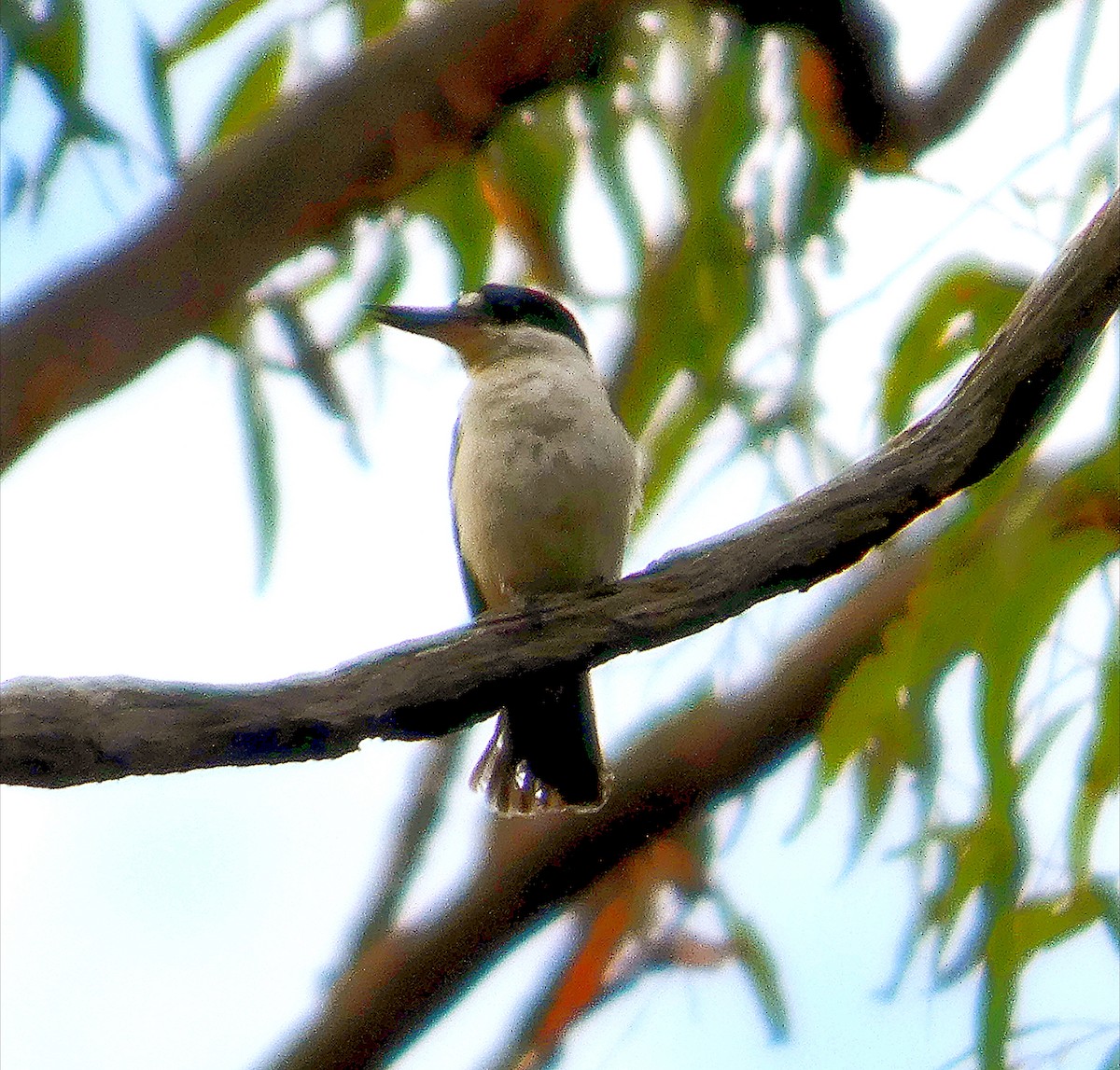 Forest Kingfisher - ML642749432
