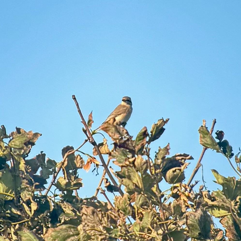 Isabelline Shrike - ML642749449