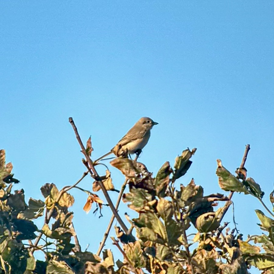 Isabelline Shrike - ML642749450
