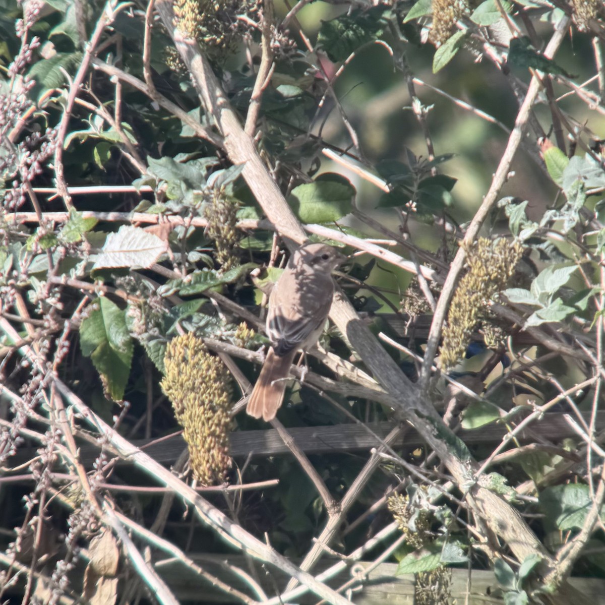 Isabelline Shrike - ML642749451