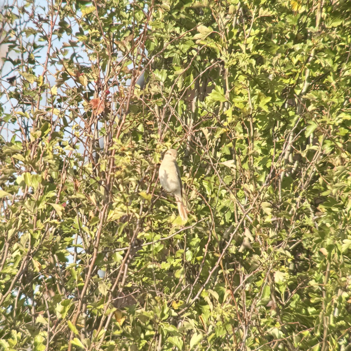 Isabelline Shrike - ML642749452