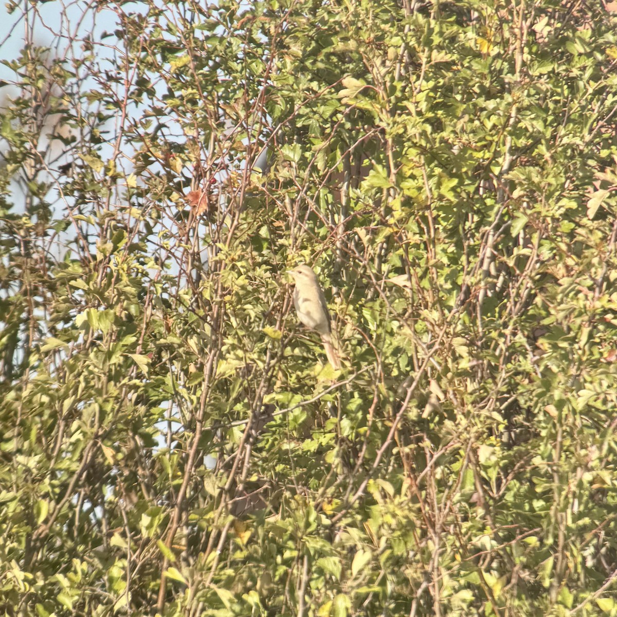 Isabelline Shrike - ML642749454