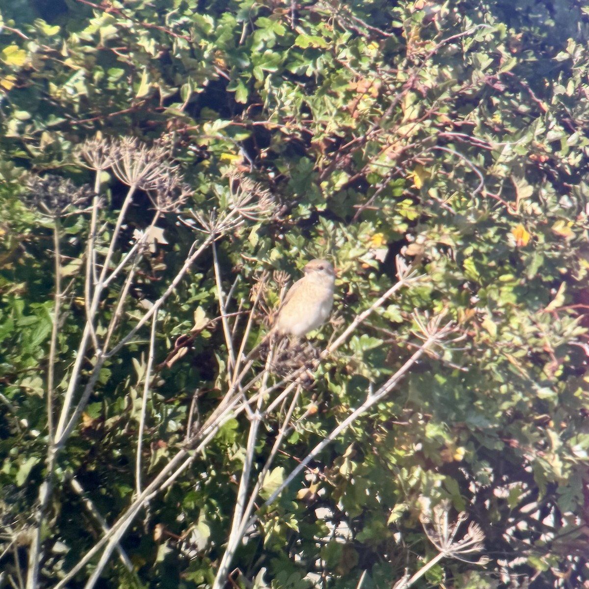 Isabelline Shrike - ML642749455