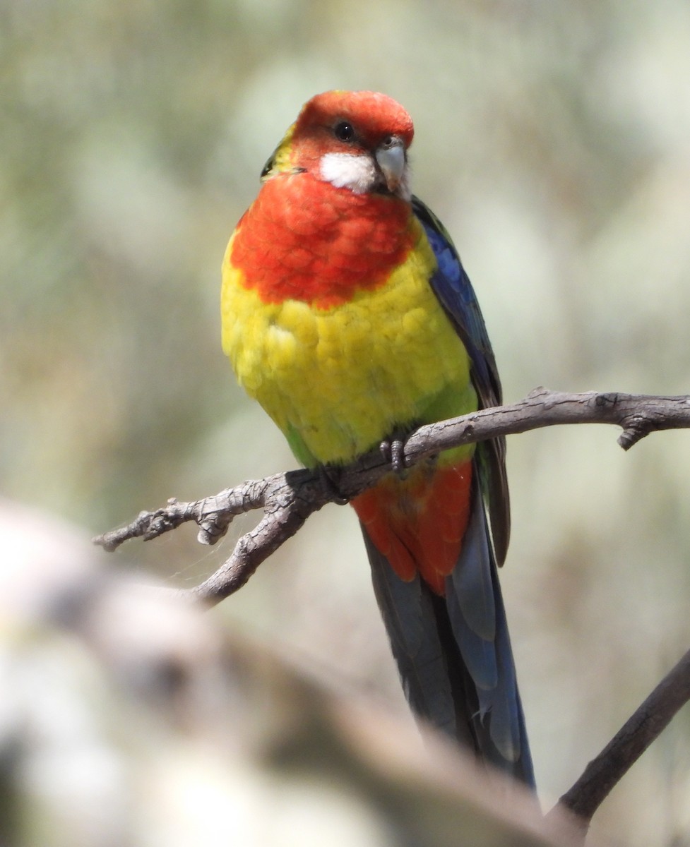 Eastern Rosella - ML642749458