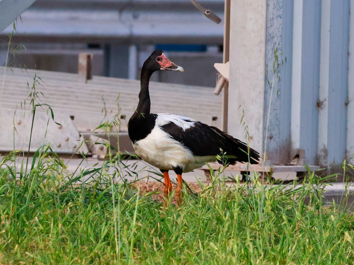 Magpie Goose - ML642749483