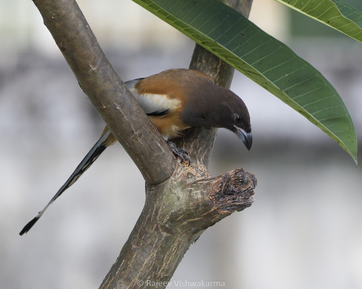 Rufous Treepie - ML642749487