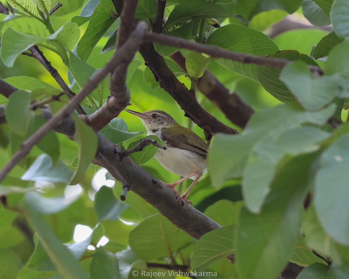 Common Tailorbird - ML642749490