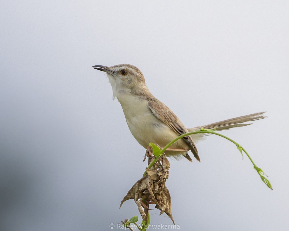 Plain Prinia - ML642749491
