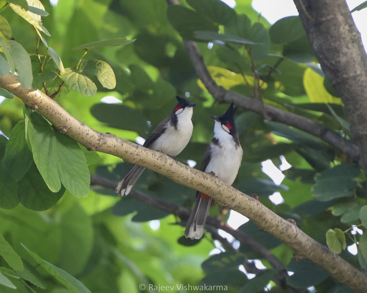 bulbul červenouchý - ML642749492