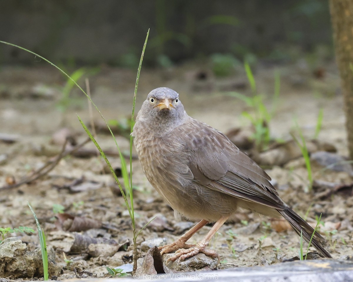Jungle Babbler - ML642749493