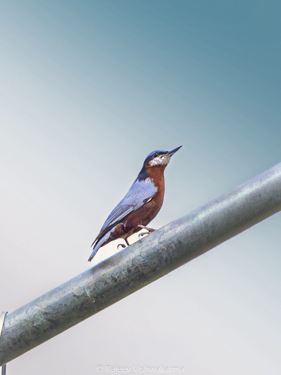 Indian Nuthatch - ML642749497
