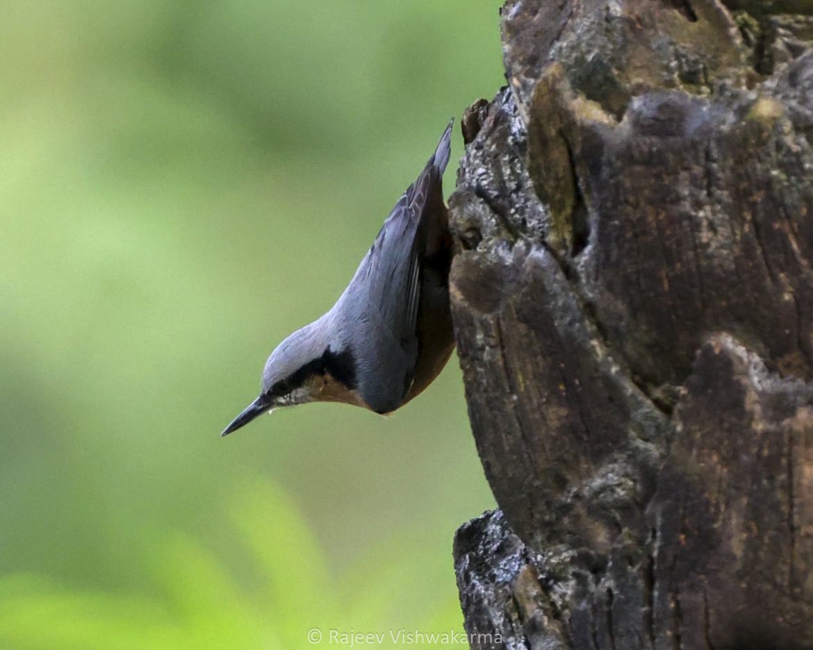 Indian Nuthatch - ML642749499