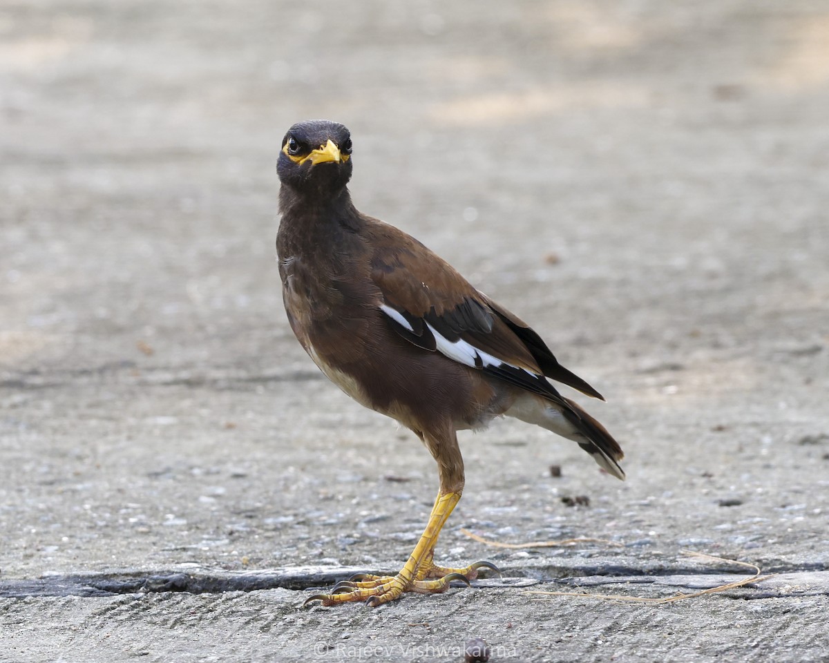 Common Myna - ML642749501