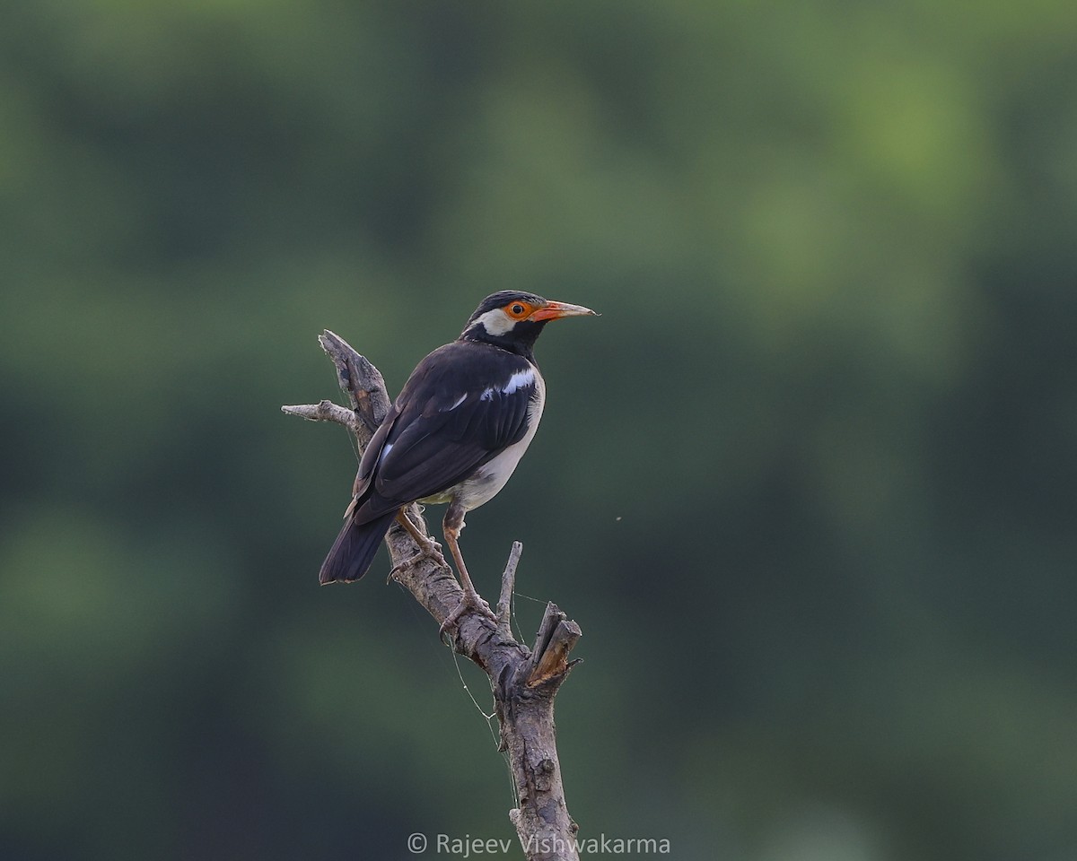 Bank Myna - ML642749503