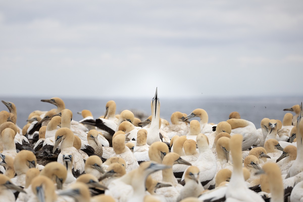 Cape Gannet - ML642749504