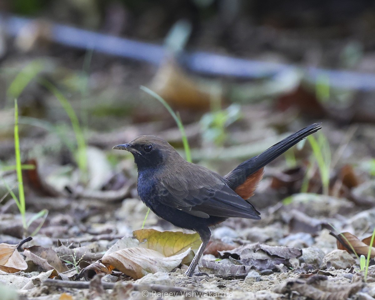Indian Robin - ML642749507