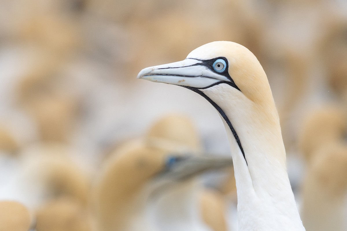 Cape Gannet - ML642749508