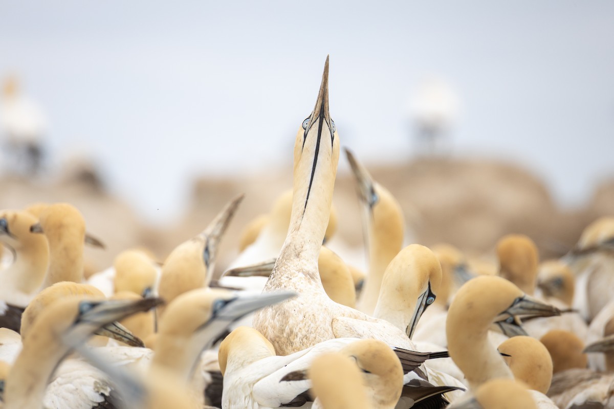 Cape Gannet - ML642749512