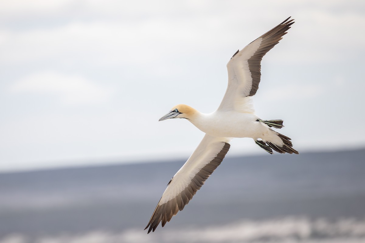Cape Gannet - ML642749514