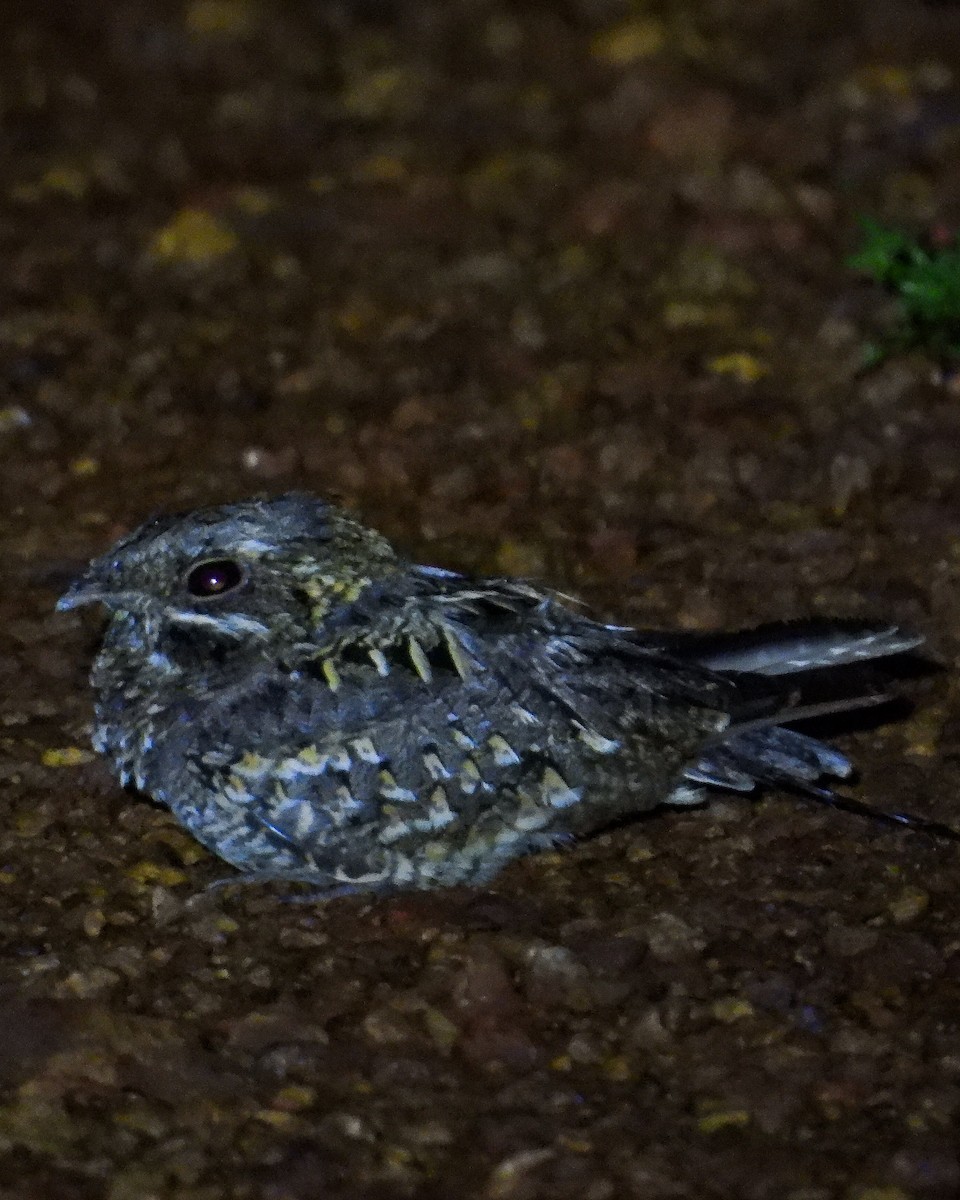 Indian Nightjar - ML642749539