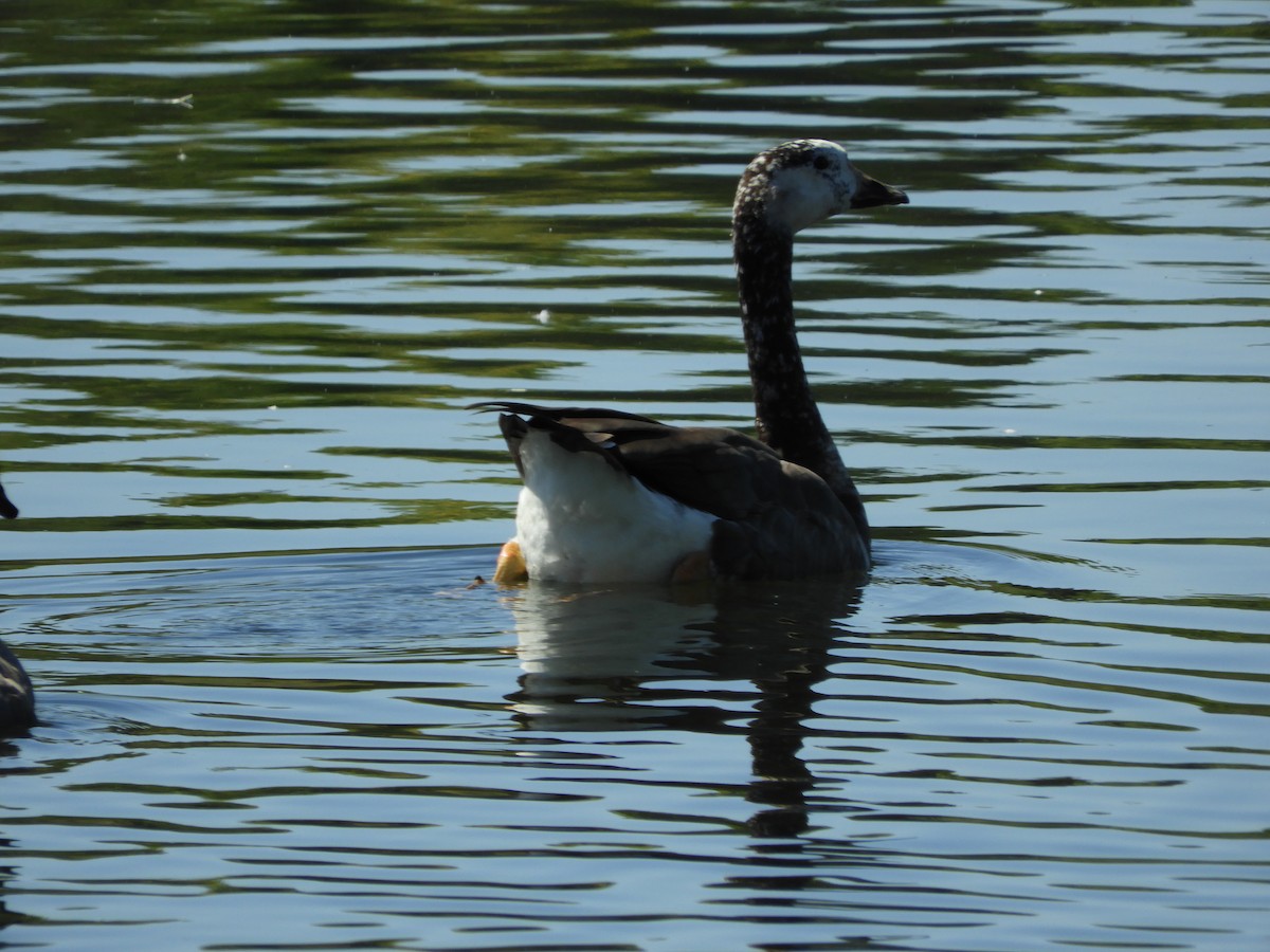 Domestic goose sp. x Canada Goose (hybrid) - ML642749542