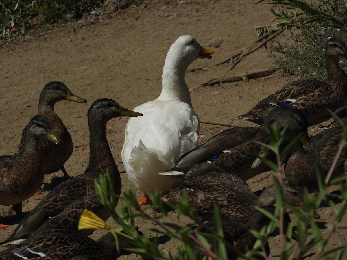 Mallard (Domestic type) - ML642749544