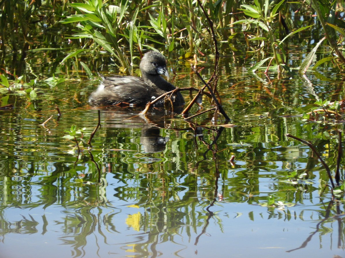 Pied-billed Grebe - ML642749545