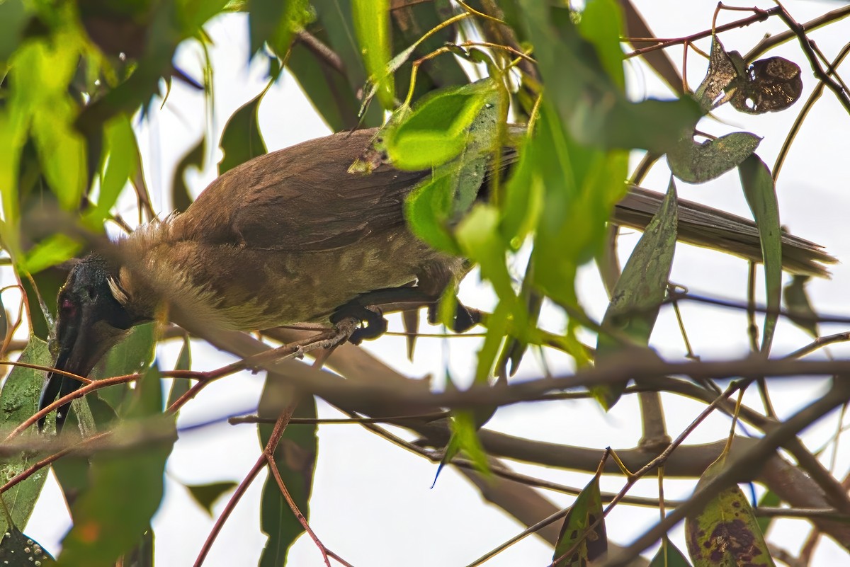 Noisy Friarbird - ML642749547