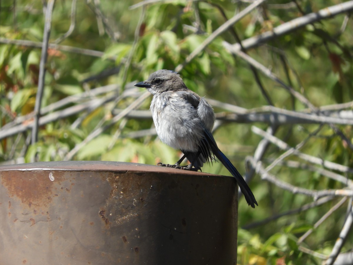 California Scrub-Jay - ML642749548