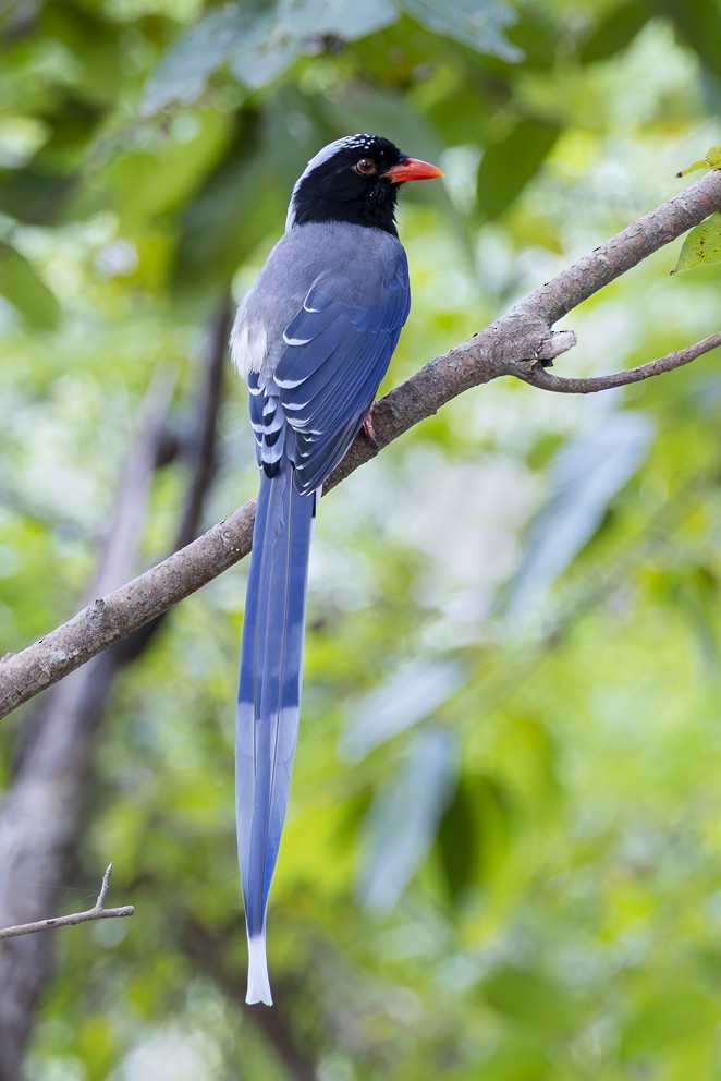 Red-billed Blue-Magpie - ML642749556