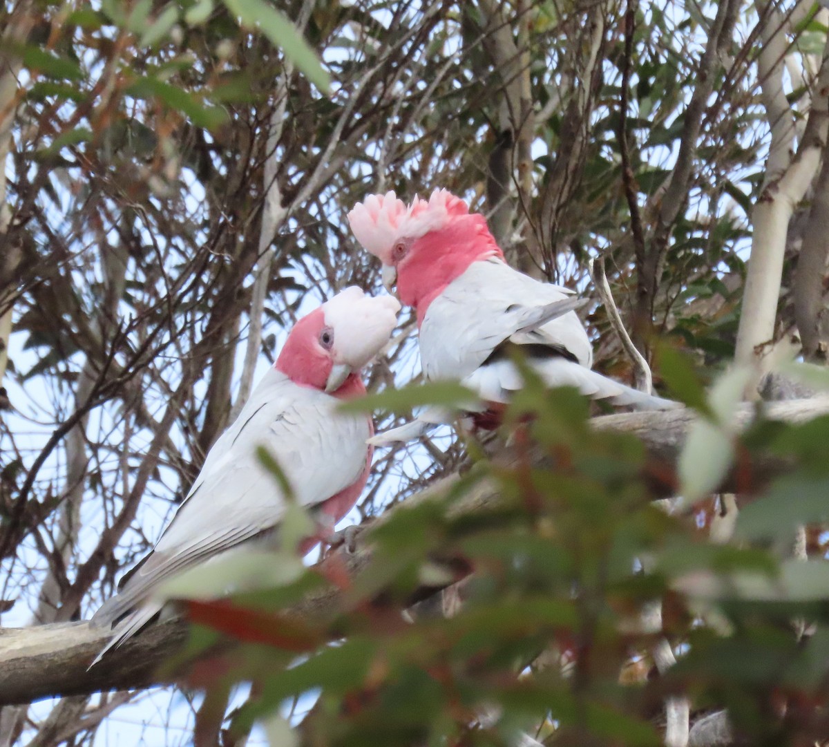 Galah - ML642749560