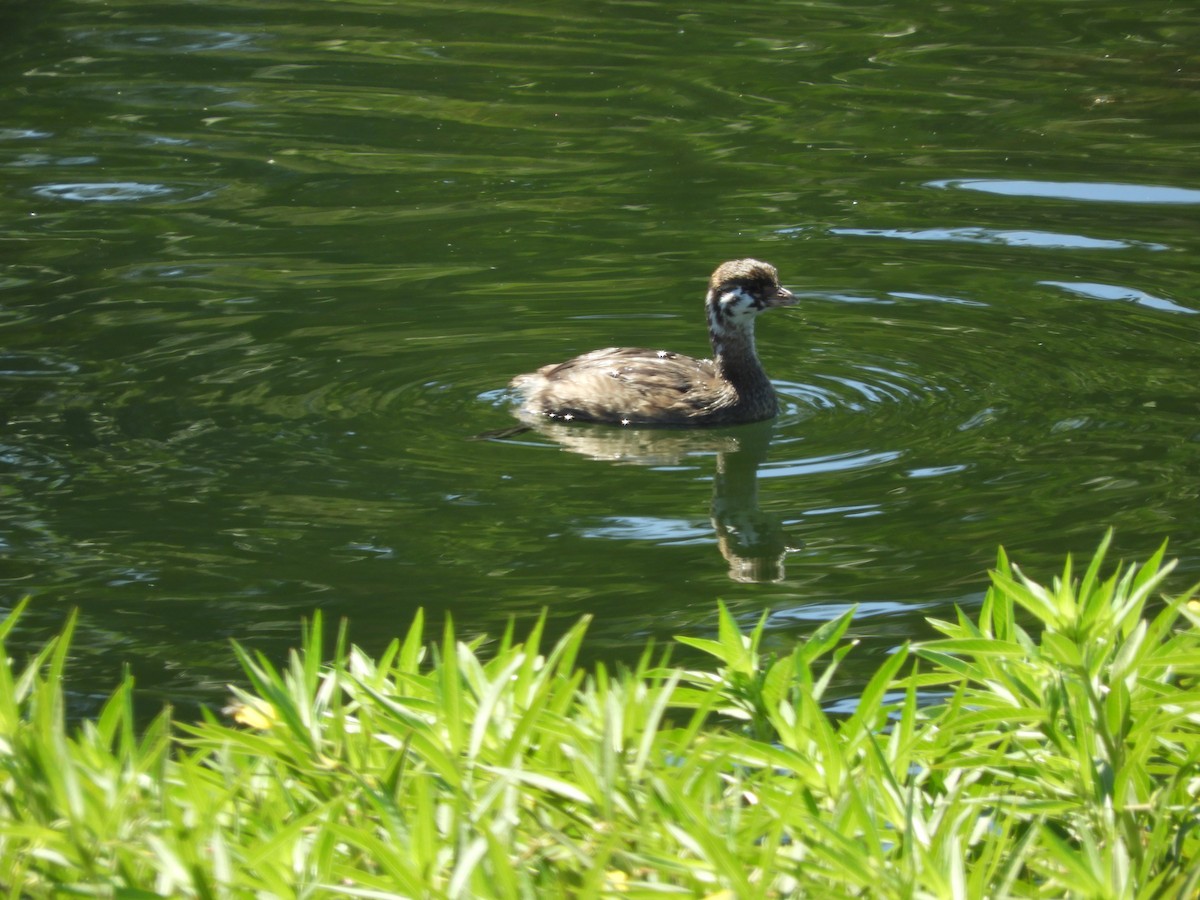 Pied-billed Grebe - ML642749562