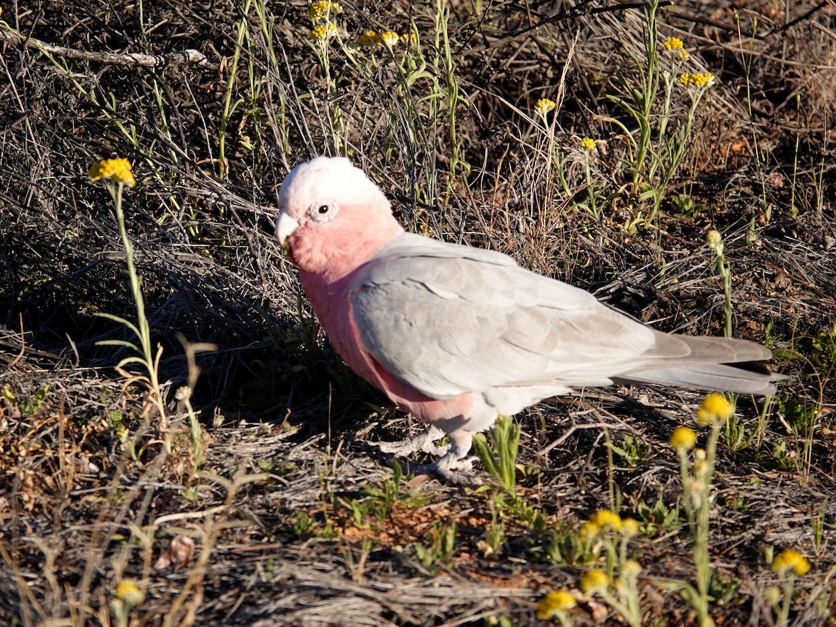 Galah - ML642749563