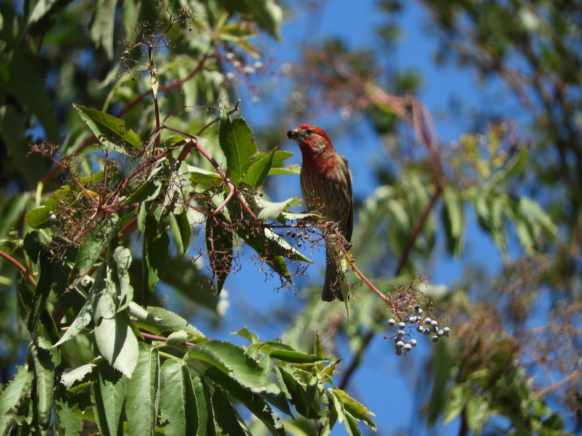 House Finch - ML642749564